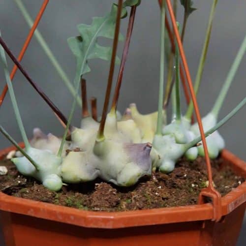 ZPnEGqxXKRJpa9wTlqEK.jpg ZPnEGqxXKRJpa9wTlqEK.jpg