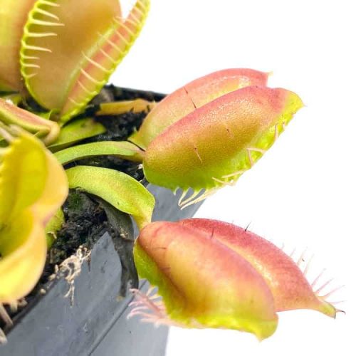 ZVajU1Cb1NjH3Ie2BHjB.jpg ZVajU1Cb1NjH3Ie2BHjB.jpg