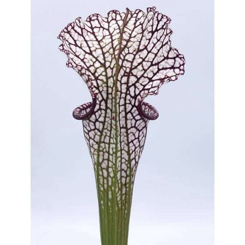 ZaOsmYpWCUX3RNIYDfJ4.jpg ZaOsmYpWCUX3RNIYDfJ4.jpg