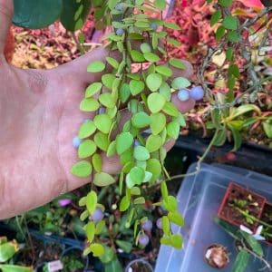 Sphyrospermum buxifolium