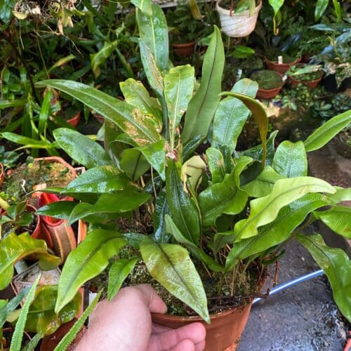 Zn1IeBGRwmlNAzl38opC.jpg Zn1IeBGRwmlNAzl38opC.jpg