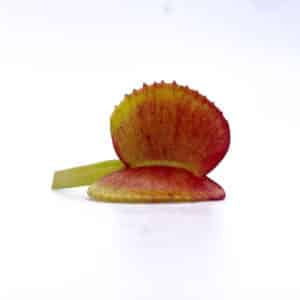 Dionaea muscipula "Adentata"ﾠ