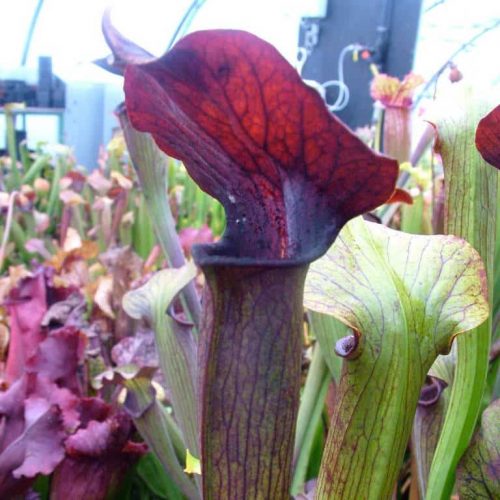 Zr8NOrYpx9HFnpfMiNIL.jpg Zr8NOrYpx9HFnpfMiNIL.jpg