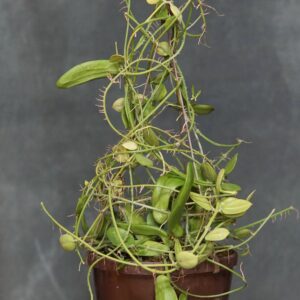 Dischidia major "Big Form"