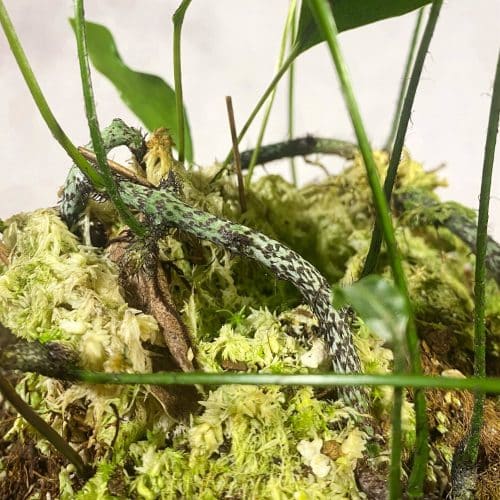 aAVysXILgoewpFUVJrIZ.jpg aAVysXILgoewpFUVJrIZ.jpg