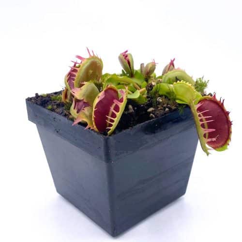 aIwGfWH9p6bFCnoTqs69-1.jpg aIwGfWH9p6bFCnoTqs69-1.jpg