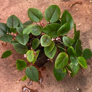 Begonia eleagnifolia var. schulzei