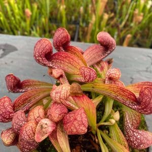 Sarracenia psittacina var. okefenokeensis, Lee's Botancial Garden #2