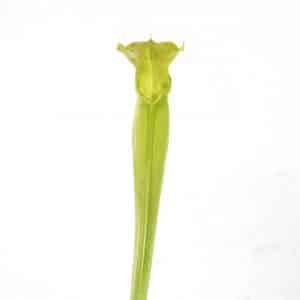 Sarracenia alata var. heterophylla, Washington Co., adult plants