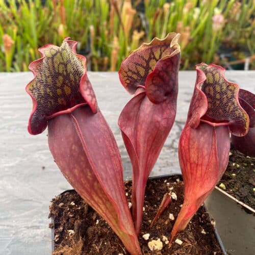 aTbpMysG4GBwU1rll6Xi.jpg aTbpMysG4GBwU1rll6Xi.jpg