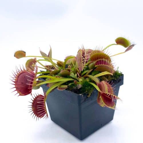 aVtwrVMXLIm4UaHIXait-1.jpg aVtwrVMXLIm4UaHIXait-1.jpg