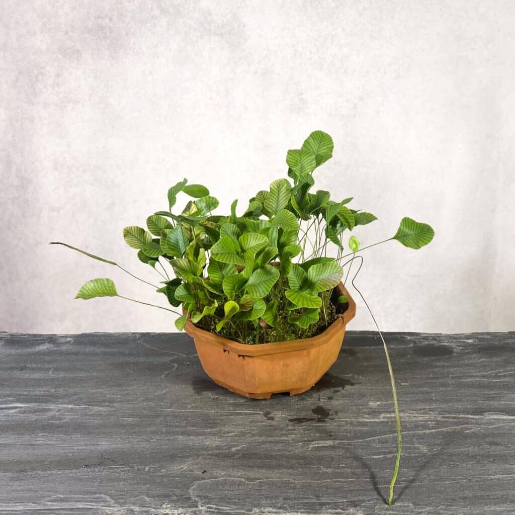 carnivorsandmore – Deine Quelle für seltene Pflanzen Crypsinus spec. G. Murud