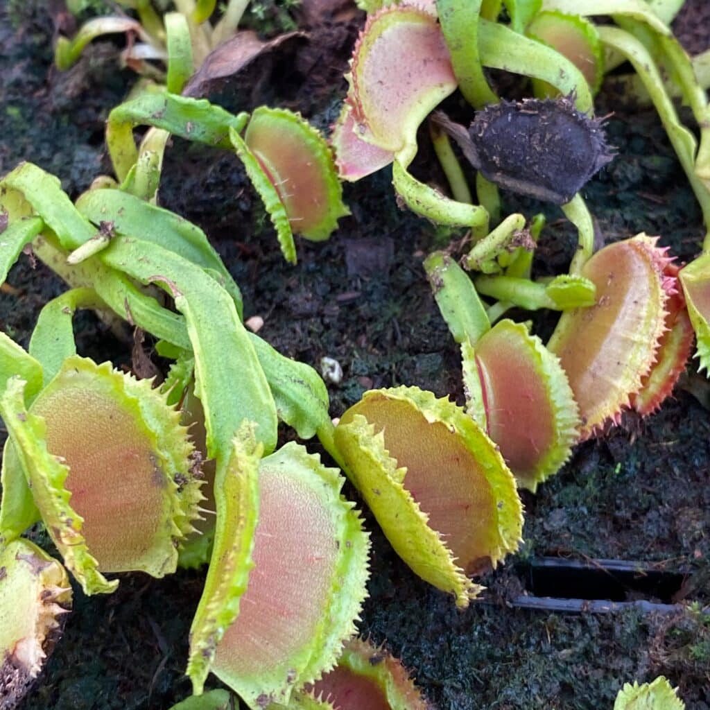 carnivorsandmore – Deine Quelle für seltene Pflanzen Dionaea muscipula "Space"
