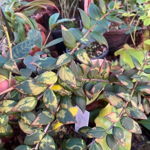 bCGXANiRsNfA8ZqQVcgA.jpg bCGXANiRsNfA8ZqQVcgA.jpg