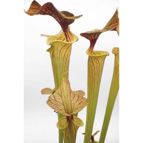 bFR1UdTFfyIQKE9gkPtT.jpg bFR1UdTFfyIQKE9gkPtT.jpg