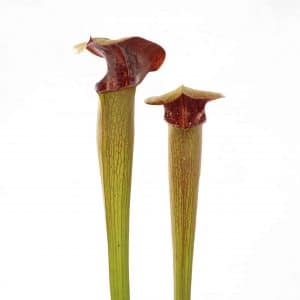 Sarracenia alata "Heavy Veined, Red Throat", 40 cm, ex H. Hennern