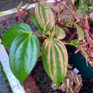 Cavendishia spec. Costa Rica