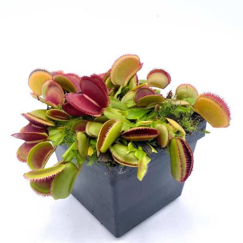 bPUM2QuA1wBOwxxwvs0V.jpg bPUM2QuA1wBOwxxwvs0V.jpg