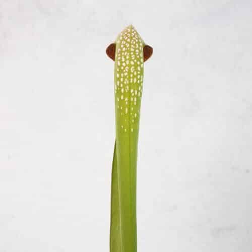 bPj3h5XlaclWfPuHVdo4.jpg bPj3h5XlaclWfPuHVdo4.jpg