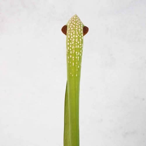 bPj3h5XlaclWfPuHVdo4.jpg bPj3h5XlaclWfPuHVdo4.jpg