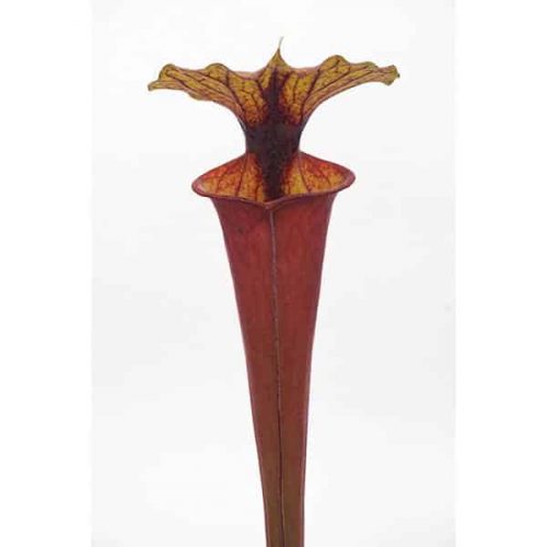 bRCr9NXm229c9GY8O9kA.jpg bRCr9NXm229c9GY8O9kA.jpg