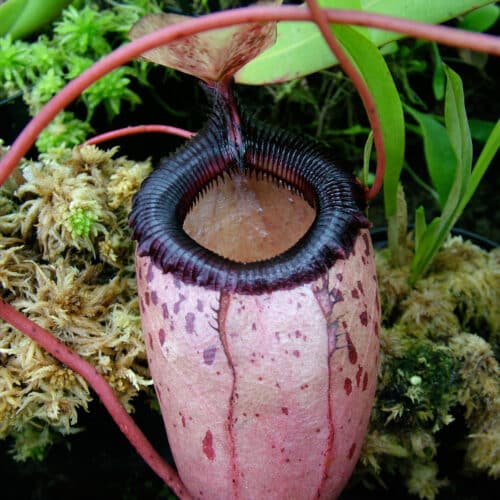 bVbWKBPk4NTiGUBP9Bud.jpg bVbWKBPk4NTiGUBP9Bud.jpg