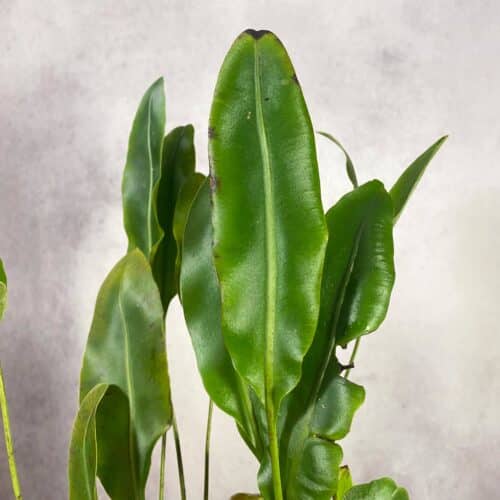 bW1SP4pzNFWBLITiU9R0.jpg bW1SP4pzNFWBLITiU9R0.jpg