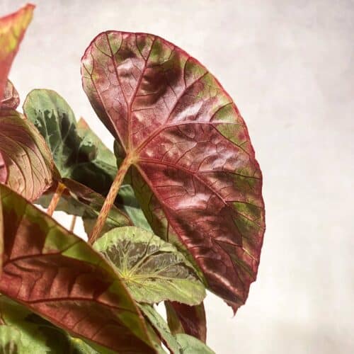 bXoQlV5Mz0fV2gF4osrG.jpg bXoQlV5Mz0fV2gF4osrG.jpg