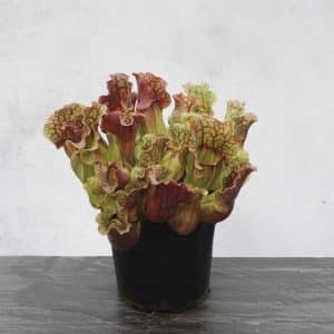 Sarracenia purpurea ssp. venosa, Brunswick Co., #6 SL, 12-15 cm