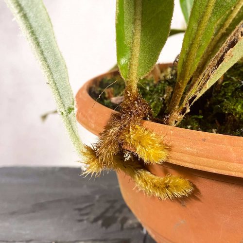 c0AKaGlLIrlGYzg5cehj.jpg c0AKaGlLIrlGYzg5cehj.jpg