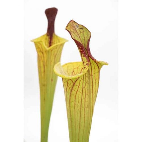 c2oK9EpUokl5kVeegNZE.jpg c2oK9EpUokl5kVeegNZE.jpg