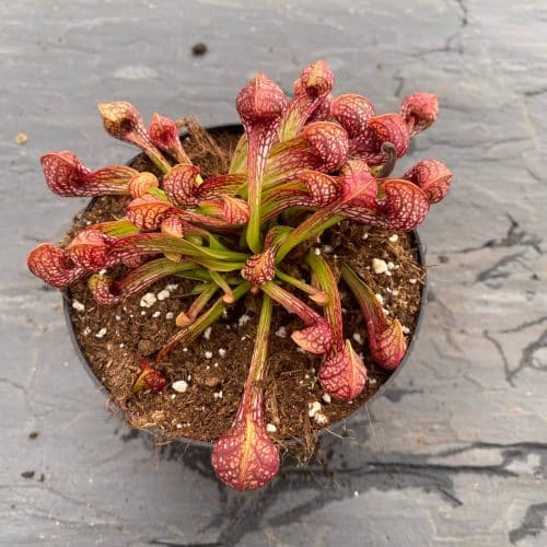 cBmscUwQ3a6KMkUycvWu.jpg cBmscUwQ3a6KMkUycvWu.jpg