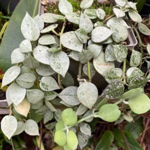 Hoya lacunosa "Silver"