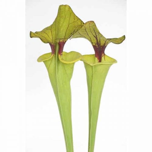 cGHtiGlo9Zu0pRT8VZrj.jpg cGHtiGlo9Zu0pRT8VZrj.jpg