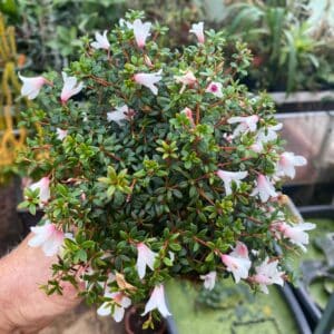 Rhododendron anagalliflorum