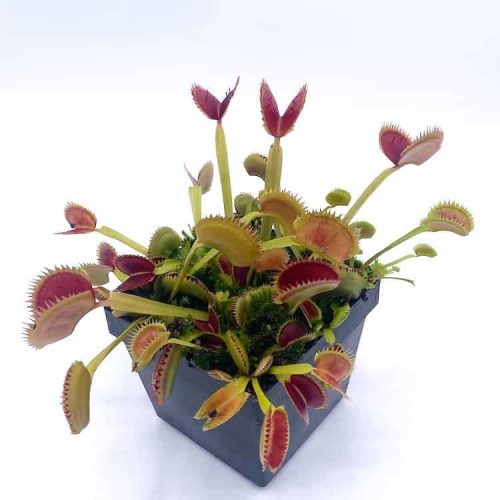 cSZRzHIJhUXcz0xefNJk.jpg cSZRzHIJhUXcz0xefNJk.jpg