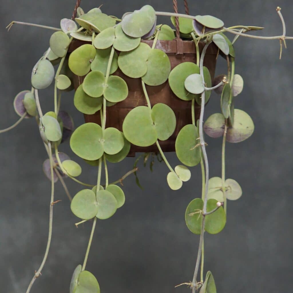 carnivorsandmore – Deine Quelle für seltene Pflanzen Dischidia platyphylla, big round leaves