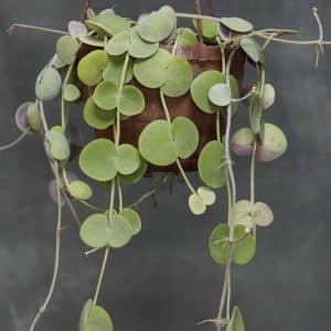 Dischidia platyphylla, big round leaves