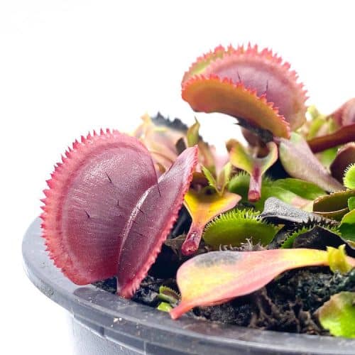 cYEOG94g8Mr6RI522t7E-1.jpg cYEOG94g8Mr6RI522t7E-1.jpg