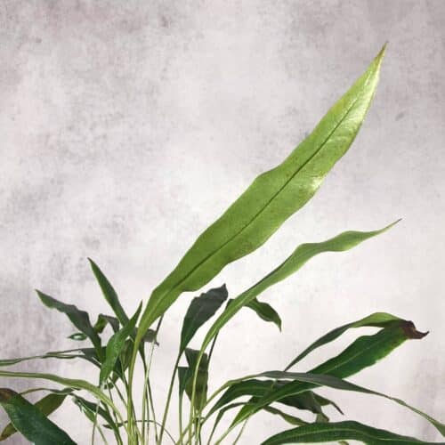 cZRwfSx8r8YiHZCdz4CS.jpg cZRwfSx8r8YiHZCdz4CS.jpg