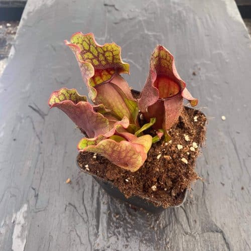 cbLTY2vh9bDhijLqPzaV.jpg cbLTY2vh9bDhijLqPzaV.jpg