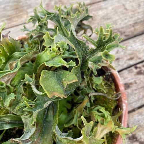 cnW4ZNhLkBNZzKrxUTzX.jpg cnW4ZNhLkBNZzKrxUTzX.jpg