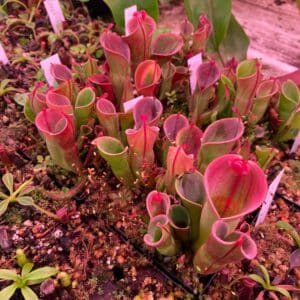 Heliamphora minor Auyan Tepui, 8- 10 cm, adult plant clumps