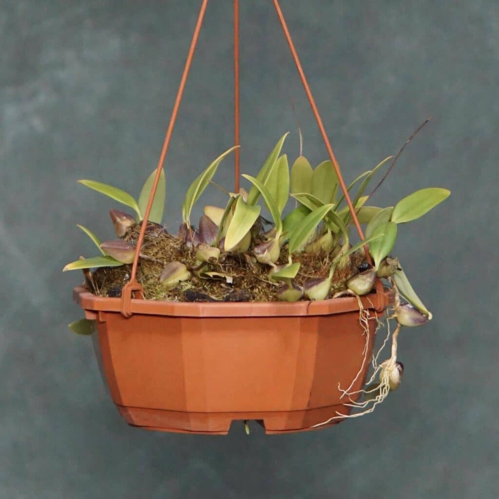 carnivorsandmore – Deine Quelle für seltene Pflanzen Bulbophyllum quadrangulare