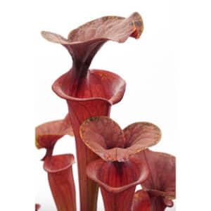 Sarracenia flava var. atropurpurea, MK F 27b, Blackwater State Forest, FL