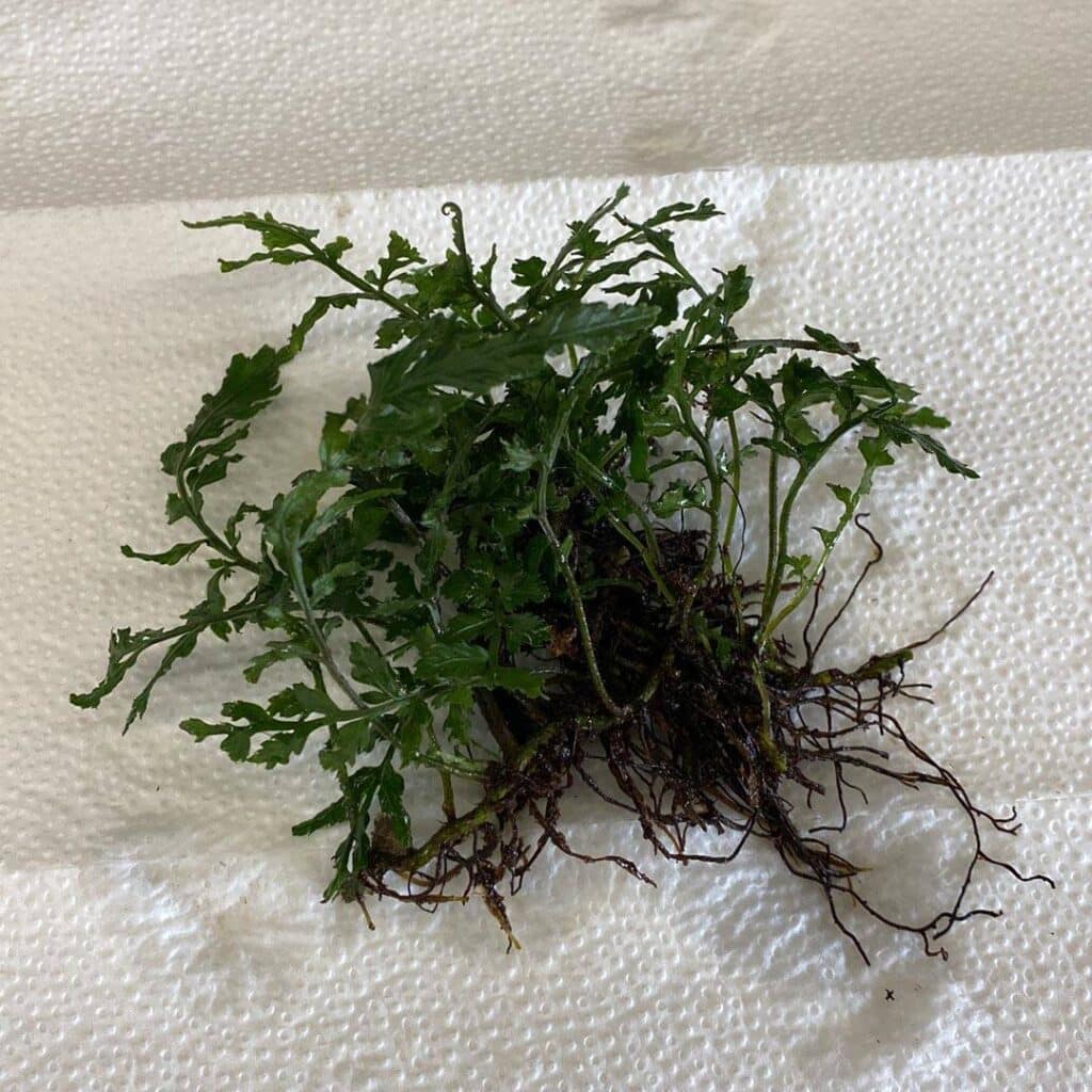carnivorsandmore – Deine Quelle für seltene Pflanzen Bolbitis heteroclita "Difformis"