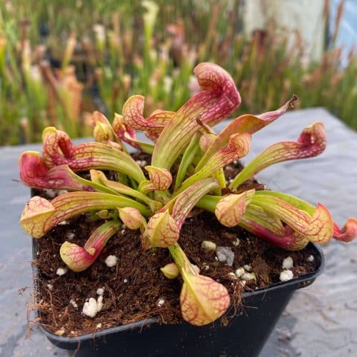 d0MzrHexvYmbG53661zh.jpg d0MzrHexvYmbG53661zh.jpg