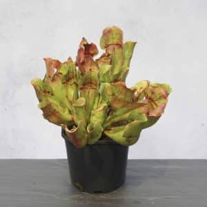 Sarracenia purpurea ssp. venosa "Pure Yellow Flower", NC, 12-15 cm