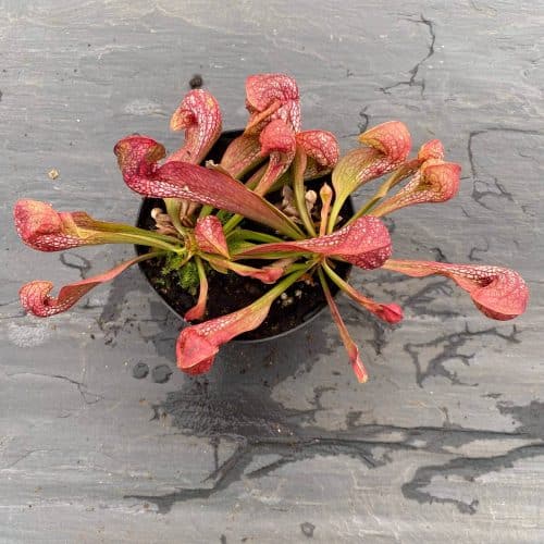 d2NkVQAKr2t8ZcPyNPRb.jpg d2NkVQAKr2t8ZcPyNPRb.jpg