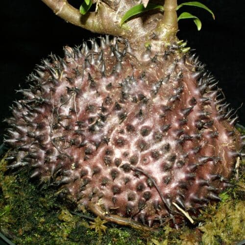 dEUMnAgzhgJRi2OVqwOX.jpg dEUMnAgzhgJRi2OVqwOX.jpg